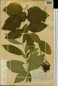 Vincetoxicum ascyrifolium Franch. & Sav., Siberia, Russian Far East (S6) (Russia)