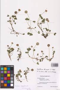 Trifolium fragiferum L., Eastern Europe, Central region (E4) (Russia)