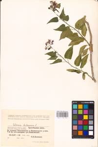 MHA 0 158 720, Solanum dulcamara L., Eastern Europe, Lower Volga region (E9) (Russia)
