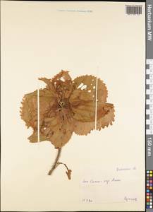 Magnoliopsida, Australia & Oceania (AUSTR) (Samoa)