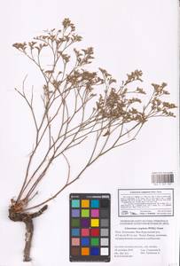 Limonium caspium (Willd.) Gams, Eastern Europe, Lower Volga region (E9) (Russia)