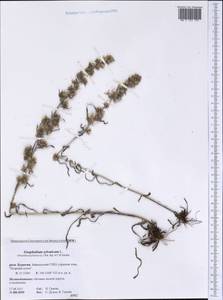 Omalotheca sylvatica (L.) Sch. Bip. & F. W. Schultz, Siberia, Baikal & Transbaikal region (S4) (Russia)