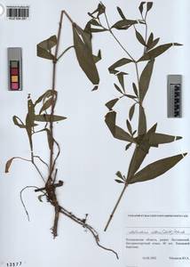 KUZ 004 287, Silene latifolia subsp. alba (Miller) Greuter & Burdet, Siberia, Altai & Sayany Mountains (S2) (Russia)