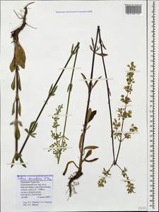 Silene densiflora, Caucasus, Stavropol Krai, Karachay-Cherkessia & Kabardino-Balkaria (K1b) (Russia)
