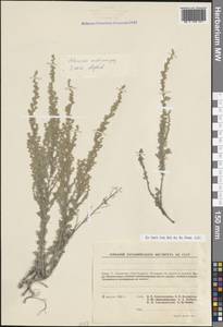 Artemisia austriaca Jacq., Crimea (KRYM) (Russia)