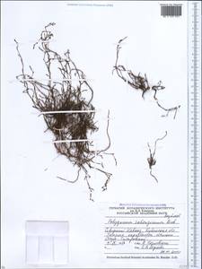 Polygonum salsugineum M. Bieb., Caucasus, Krasnodar Krai & Adygea (K1a) (Russia)