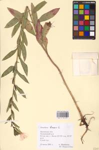 Oenothera biennis L., Eastern Europe, Central forest-and-steppe region (E6) (Russia)