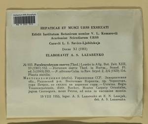 Paraleucobryum enerve (Thed.) Loeske, Bryophytes, Bryophytes - Ukraine & Moldova (B3) (Ukraine)