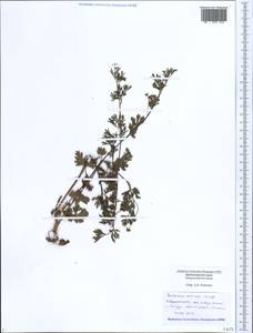 Coriandrum sativum L., Caucasus, Black Sea Shore (from Novorossiysk to Adler) (K3) (Russia)