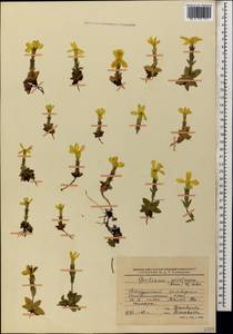 Gentiana verna subsp. oschtenica (Kuzn.) J. J. Halda, Caucasus, Stavropol Krai, Karachay-Cherkessia & Kabardino-Balkaria (K1b) (Russia)