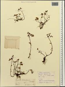 Phedimus stolonifer (S. G. Gmel.) 't Hart, Caucasus, Stavropol Krai, Karachay-Cherkessia & Kabardino-Balkaria (K1b) (Russia)