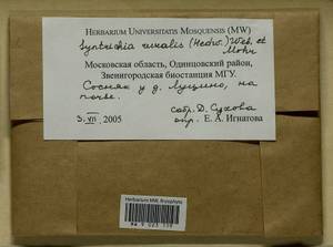 Syntrichia ruralis (Hedw.) F. Weber & D. Mohr, Bryophytes, Bryophytes - Moscow City & Moscow Oblast (B6a) (Russia)