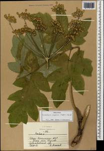 Heracleum asperum (Hoffm.) M. Bieb., Caucasus, North Ossetia, Ingushetia & Chechnya (K1c) (Russia)