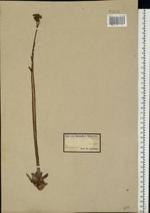 Sempervivum globiferum subsp. globiferum, Eastern Europe, North Ukrainian region (E11) (Ukraine)