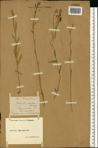 Camelina sativa (L.) Crantz, Eastern Europe, Moscow region (E4a) (Russia)