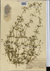 Lysimachia arvensis subsp. arvensis, Middle Asia, Western Tian Shan & Karatau (M3) (Kazakhstan)