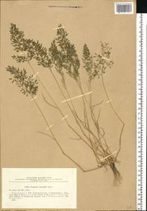 Eragrostis minor Host, Eastern Europe, North Ukrainian region (E11) (Ukraine)