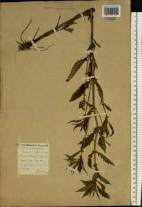 Lycopus europaeus L., Eastern Europe, Central forest region (E5) (Russia)