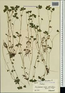 Trifolium striatum L., Crimea (KRYM) (Russia)