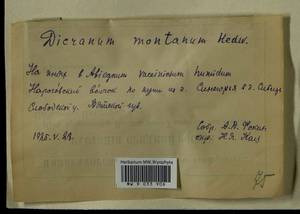 Orthodicranum montanum (Hedw.) Loeske, Bryophytes, Bryophytes - Permsky Krai, Udmurt Republic, Sverdlovsk & Kirov Oblasts (B8) (Russia)
