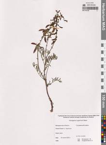 Astragalus tugarinovii Basil., Siberia, Chukotka & Kamchatka (S7) (Russia)