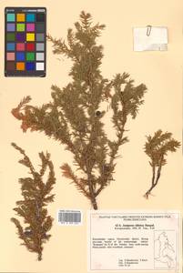 Juniperus communis var. saxatilis Pall., Siberia, Chukotka & Kamchatka (S7) (Russia)