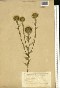 Carlina vulgaris L., Eastern Europe, Belarus (E3a) (Belarus)