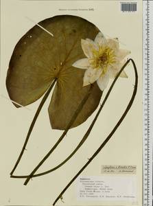 Nymphaea ×borealis E. G. Camus, Eastern Europe, Central forest-and-steppe region (E6) (Russia)