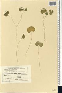 Viola biflora L., Siberia, Central Siberia (S3) (Russia)