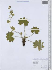 Alchemilla tichomirovii Czkalov, Eastern Europe, Northern region (E1) (Russia)