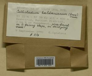 Callicladium haldaneanum (Grev.) H.A. Crum, Bryophytes, Bryophytes - South Urals (B14) (Russia)