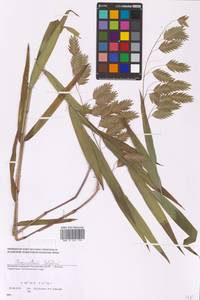 Chasmanthium latifolium (Michx.) H.O.Yates, Eastern Europe, South Ukrainian region (E12) (Ukraine)