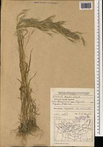 Bromus oxyodon Schrenk, Mongolia (MONG) (Mongolia)