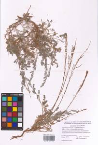 Artemisia nitrosa Weber ex Stechm., Eastern Europe, Eastern region (E10) (Russia)