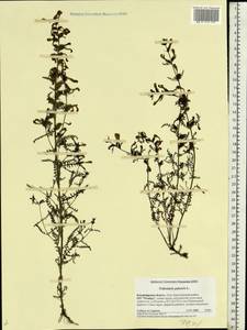 Pedicularis palustris, Eastern Europe, Central region (E4) (Russia)