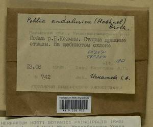 Pohlia andalusica (Höhn.) Broth., Bryophytes, Bryophytes - Permsky Krai, Udmurt Republic, Sverdlovsk & Kirov Oblasts (B8) (Russia)