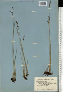 Juncus gerardi subsp. atrofuscus (Rupr.) Printz, Eastern Europe, Northern region (E1) (Russia)