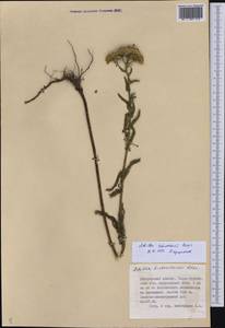 Achillea schmakovii, Middle Asia, Dzungarian Alatau & Tarbagatai (M5) (Kazakhstan)