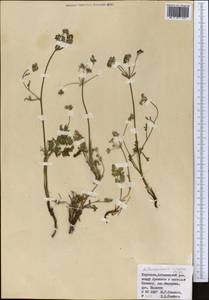 Aulacospermum simplex Rupr., Middle Asia, Northern & Central Tian Shan (M4) (Kyrgyzstan)