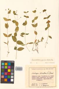 Pseudostellaria japonica (Korsh.) Pax, Siberia, Russian Far East (S6) (Russia)