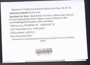 Andreaea blyttii Schimp., Bryophytes, Bryophytes - Chukotka & Kamchatka (B21) (Russia)
