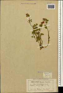 Trifolium tumens M.Bieb., Caucasus, Georgia (K4) (Georgia)