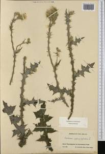 Carduus pycnocephalus, Western Europe (EUR) (Switzerland)