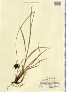 Carex atrata L., Eastern Europe, Northern region (E1) (Russia)