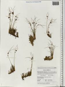 Oreojuncus trifidus (L.) Záv. Drábk. & Kirschner, Eastern Europe, Northern region (E1) (Russia)