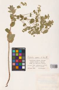 Euphorbia agraria M.Bieb., Eastern Europe, Lower Volga region (E9) (Russia)