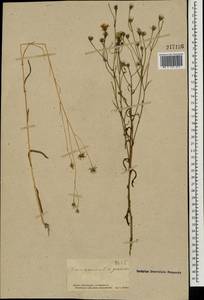 Crepis tectorum L., Eastern Europe, South Ukrainian region (E12) (Ukraine)