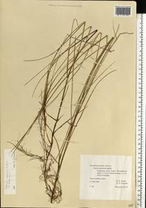 Festuca rubra L., Eastern Europe, North-Western region (E2) (Russia)