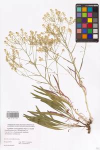 Lepidium coronopifolium Fisch., Eastern Europe, Eastern region (E10) (Russia)
