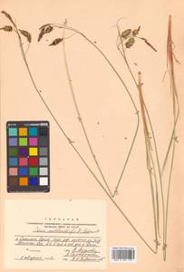Carex middendorffii F.Schmidt, Siberia, Russian Far East (S6) (Russia)